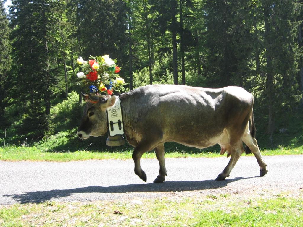 gal/Cloches de collections- Collection bells - Sammlerglocken/Cow Switzerland.JPG